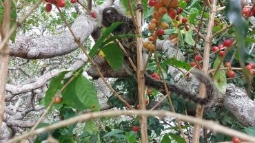 Rota do café Potiguar com arqueologia em Picuí/PB